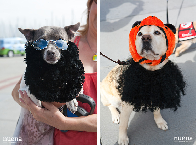 SF Giants Dog Day ATT Park | Nuena Photography