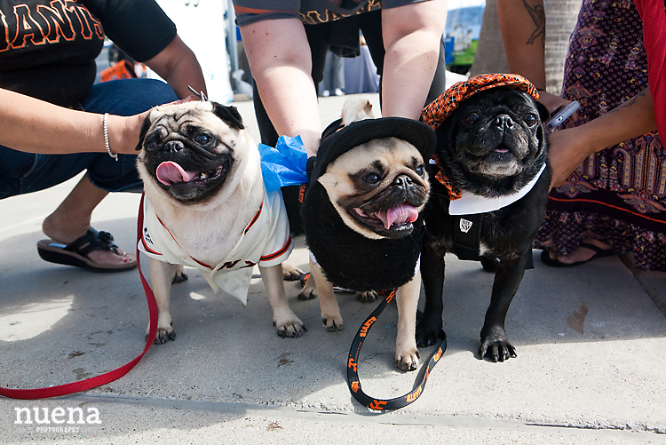 SF Giants Dog Day ATT Park | Nuena Photography