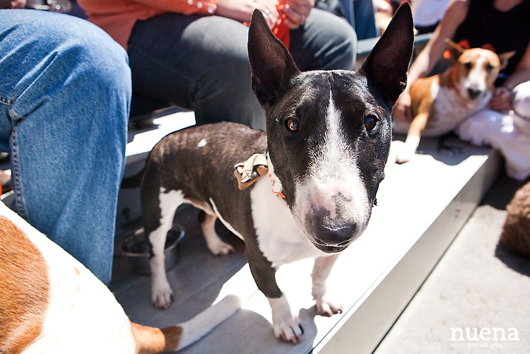 SF Giants Dog Day ATT Park | Nuena Photography