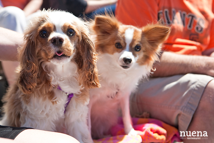 SF Giants Dog Day ATT Park | Nuena Photography