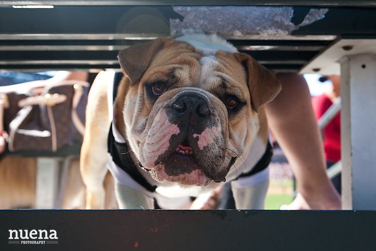 SF Giants Dog Day ATT Park | Nuena Photography