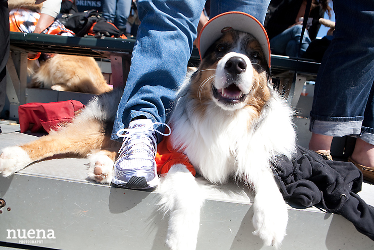 SF Giants Dog Day ATT Park | Nuena Photography