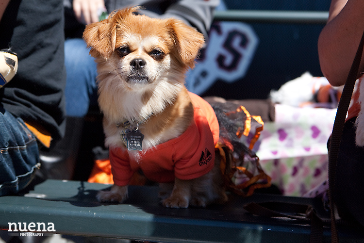 SF Giants Dog Day ATT Park | Nuena Photography