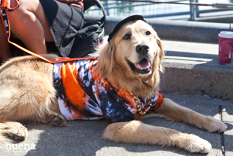 SF Giants Dog Day ATT Park | Nuena Photography