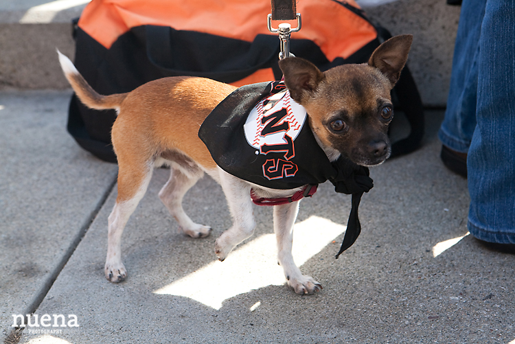 SF Giants Dog Day ATT Park | Nuena Photography