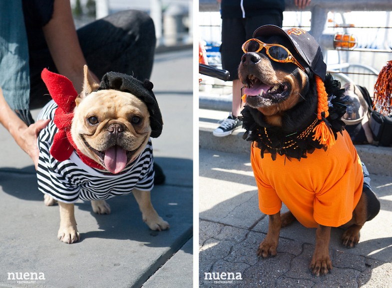 SF Giants Dog Day ATT Park | Nuena Photography