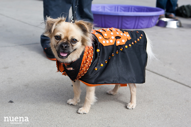 SF Giants Dog Day ATT Park | Nuena Photography