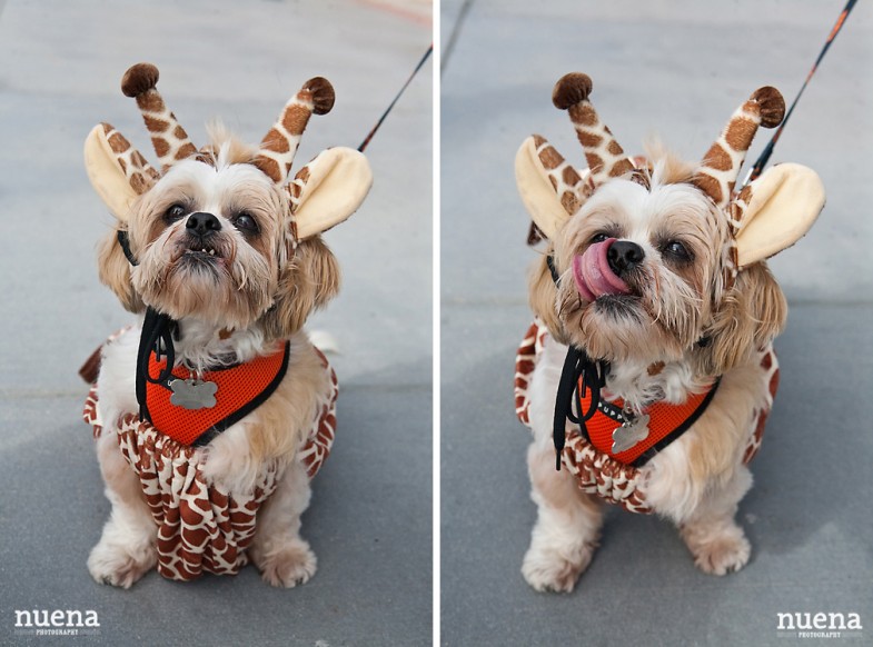 SF Giants Dog Day ATT Park | Nuena Photography