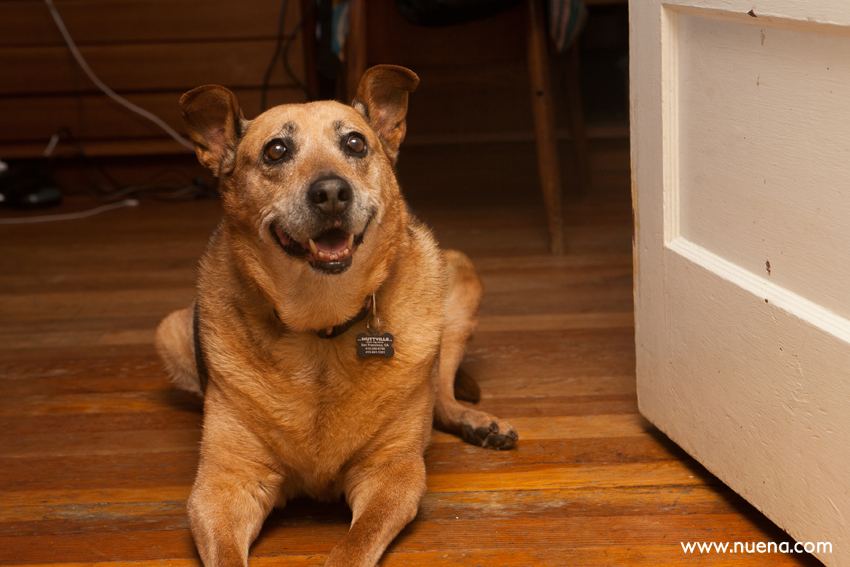 Apple the Shepherd Mix | Muttville