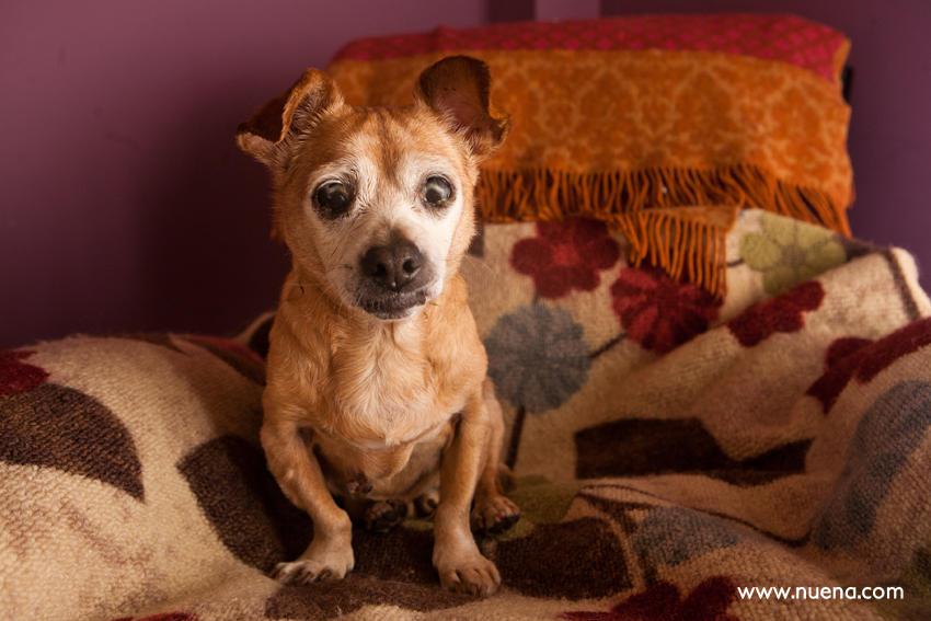 Axle the Pug Mix from Muttville | Nuena Photography