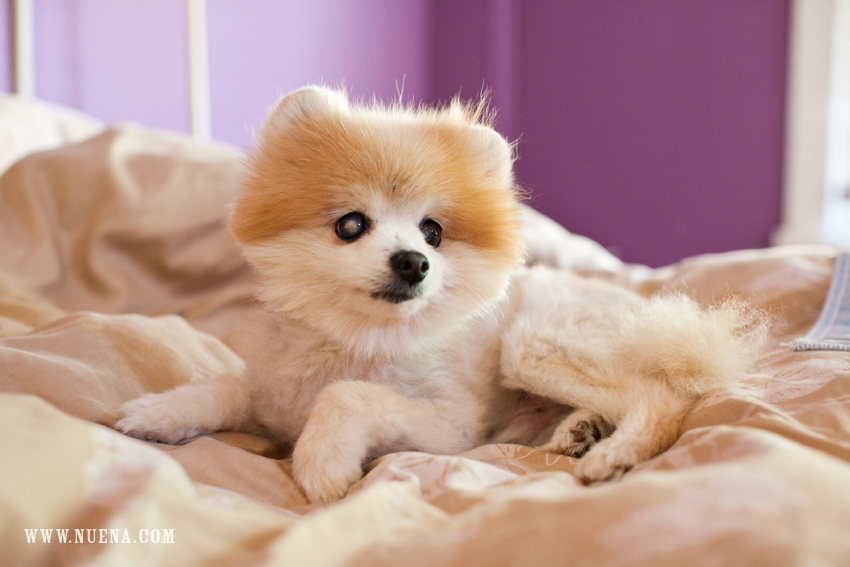 Adopt Cider the Pomeranian from Muttville | Nuena Photography