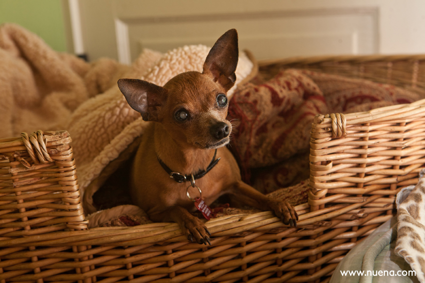 Precious the Min Pin from Muttville | Nuena Photography