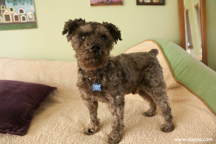 Sammie the Mini Schnauzer at Muttville | Nuena Photography