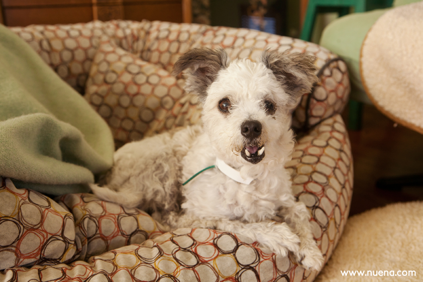 Scrappy the Poodle Mix from Muttville | Nuena Photography