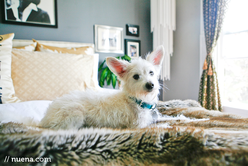 Bella the Mix | Nuena Photography