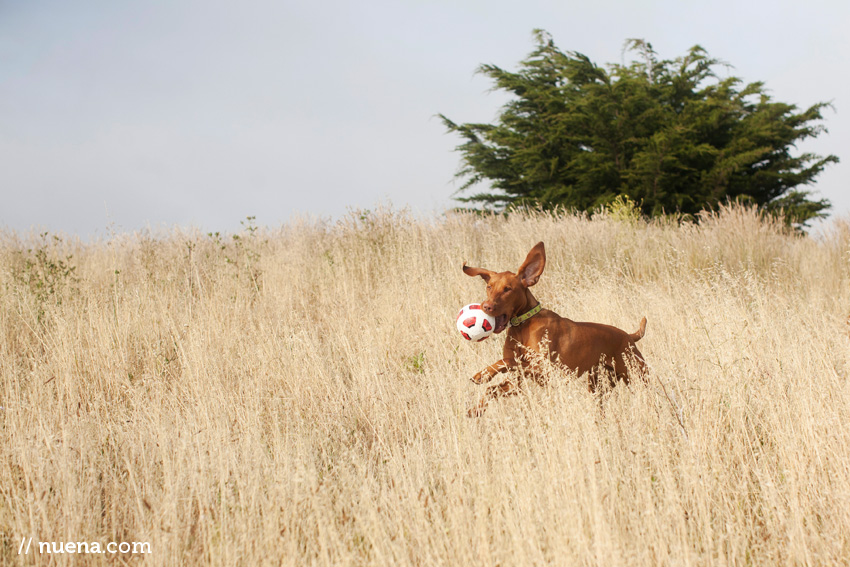 Captain the Vizsla | Nuena Photography