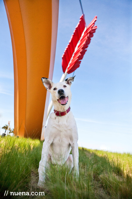 Cody the Mix | Nuena Photography