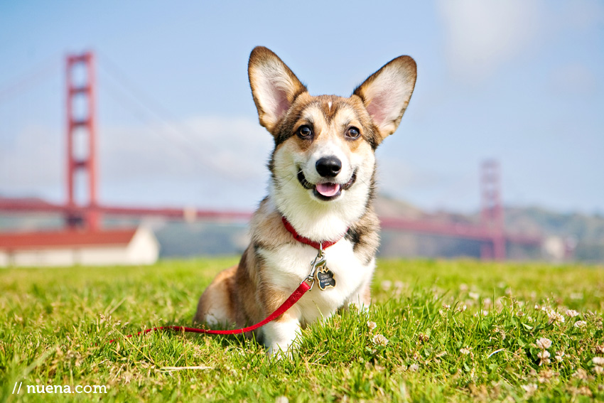 Donut the Corgi | Nuena Photography