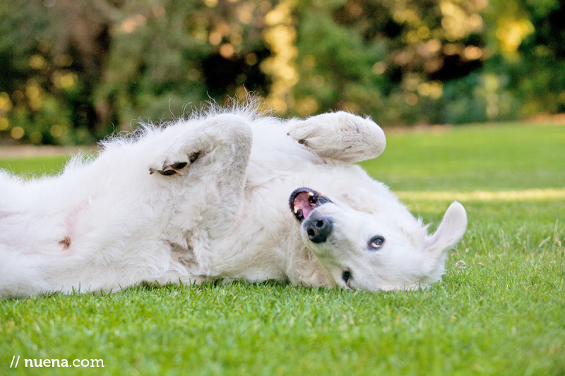 Gaius the Kuvasz | Nuena Photography