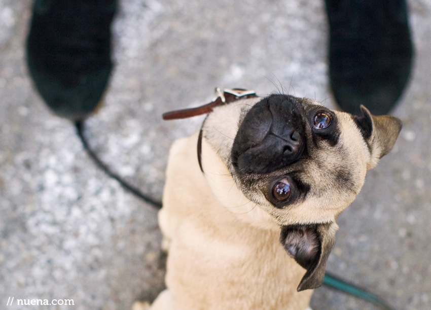 Gus the Pug Puppy | Nuena Photography