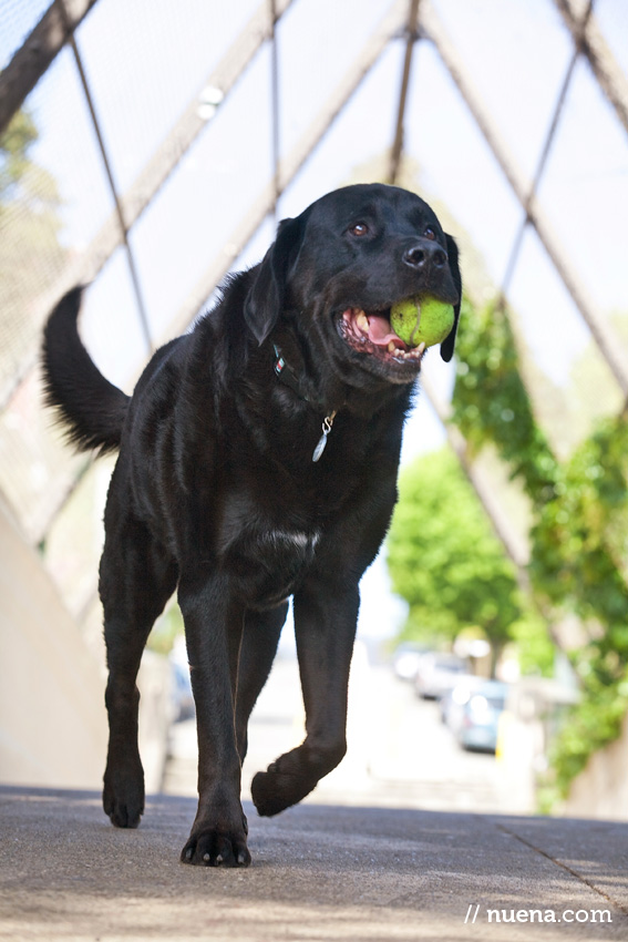 Hobbes the Lab | Nuena Photography