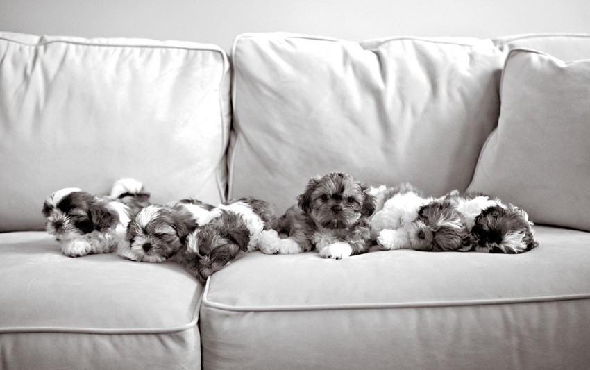 Shih Tzu Puppies by Nuena Photography | SF Best Pet Photographer