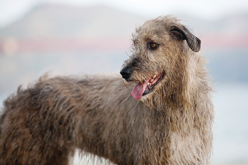 Bronte the Irish Wolfhound | Nuena Photography