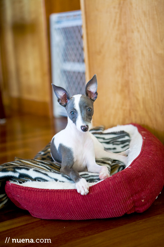 Kiera the Italian Greyhound | Nuena Photography