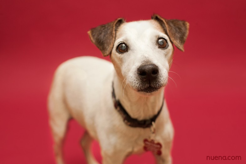 Jaks the Jack Russell Terrier - Muttville | Nuena Photography