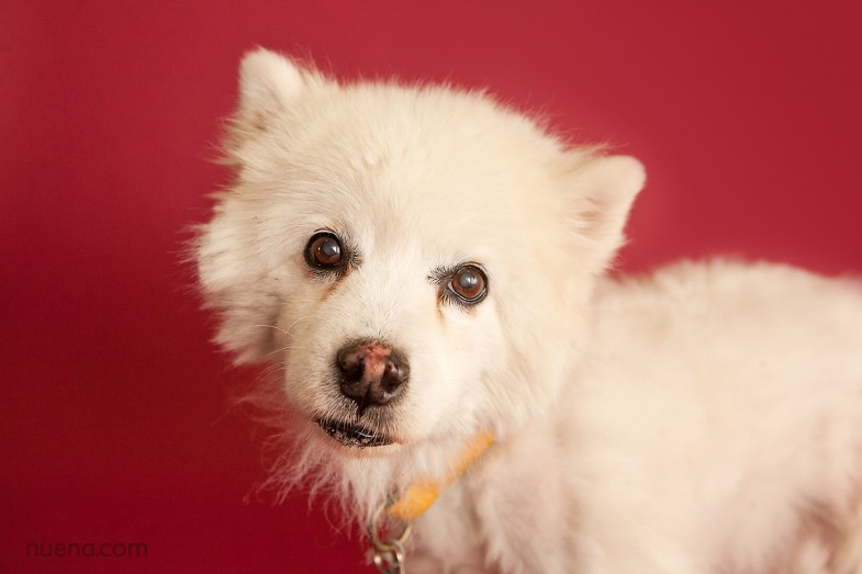 Panda the American Eskimo Mix | Nuena Photography