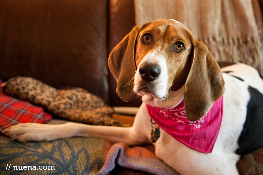 Olive the American Foxhound // Nuena Photography