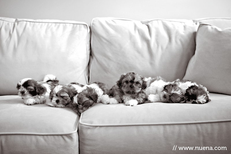 Shih Tzu Puppies // Nuena Photography