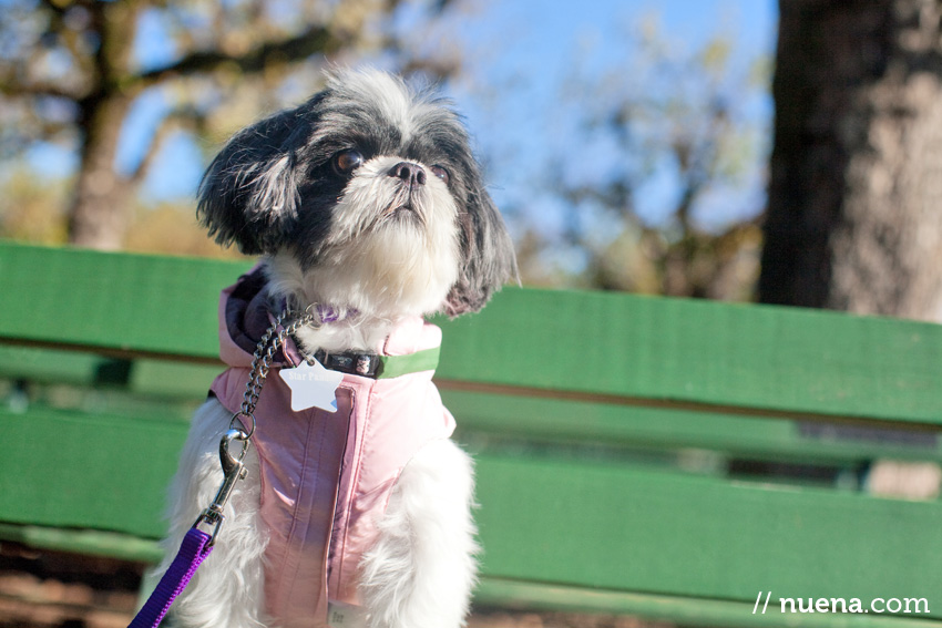 Star the Shih Tzu | SF Bay Area Best Pet Photographer