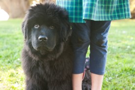 Tessa the Newfoundland Puppy | Nuena Photography