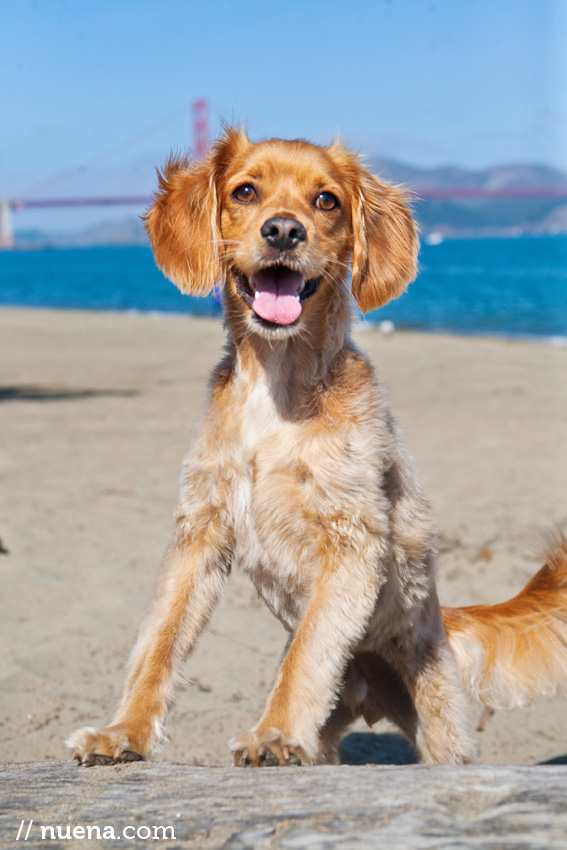 Winston the Spaniel Mix | Nuena Photography