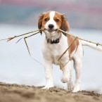 Amica the Kooikerhondje Puppy | Nuena Photography