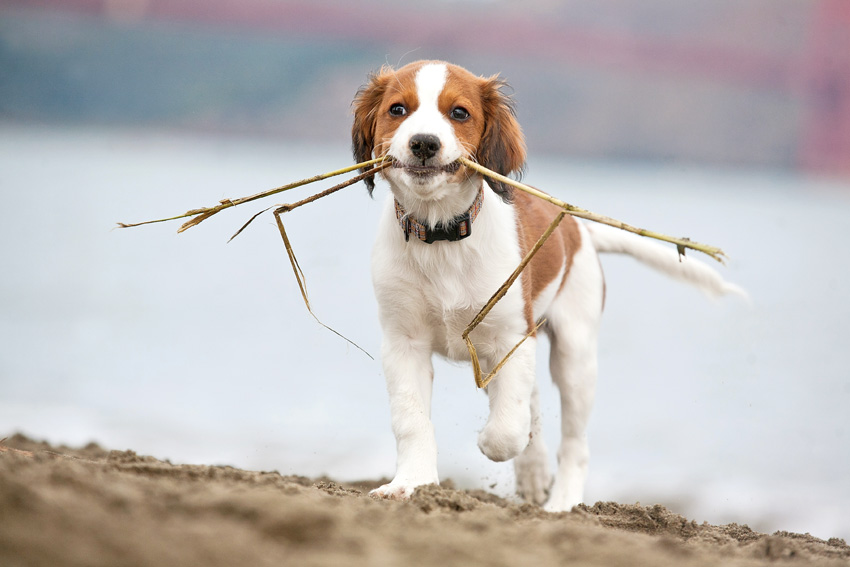 Amica the Kooikerhondje Puppy | Nuena Photography