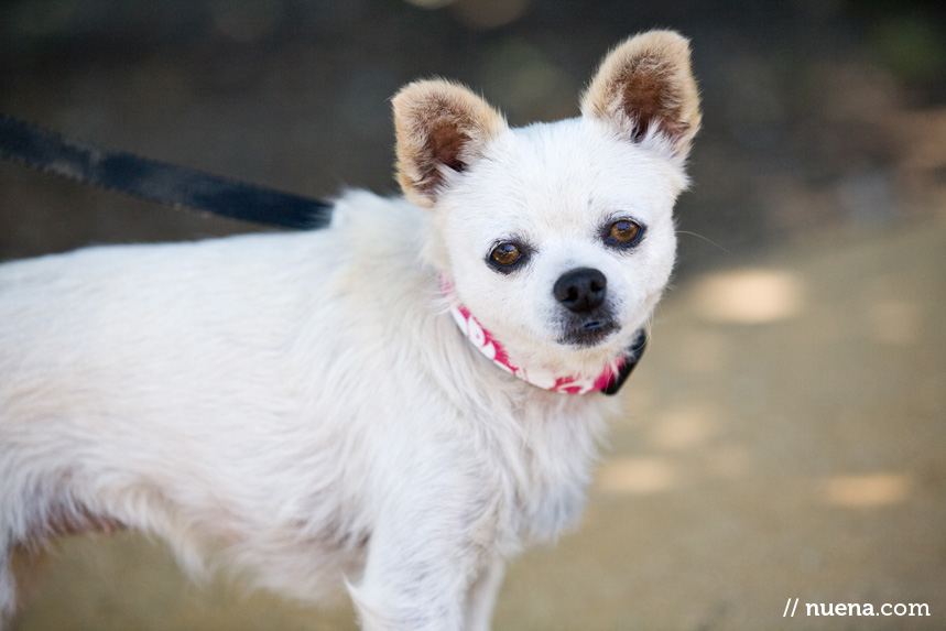 Annabelle the Chihuahua Mix | Nuena Photography