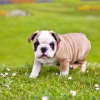 Annabelle the English Bulldog Puppy | Nuena Photography