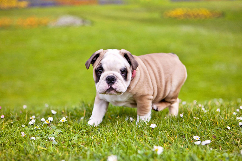Annabelle the English Bulldog Puppy | Nuena Photography