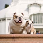 Annabelle the English Bulldog Puppy | Nuena Photography