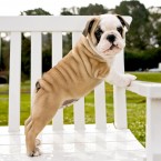 Puppies | Pets | Nuena Photography | Best Pet Photographer SF Bay Area