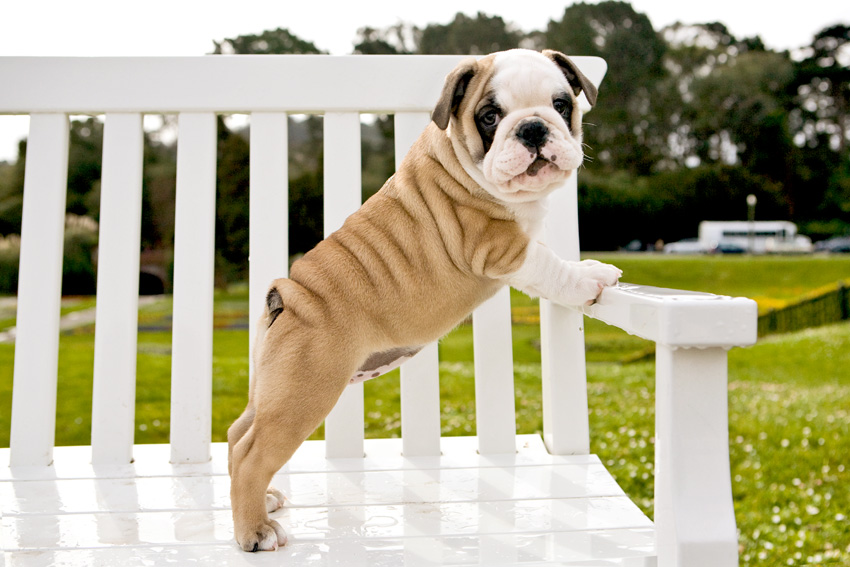 Puppies | Pets | Nuena Photography | Best Pet Photographer SF Bay Area