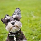 Annie the Mini Schnauzer Puppy | Nuena Photography