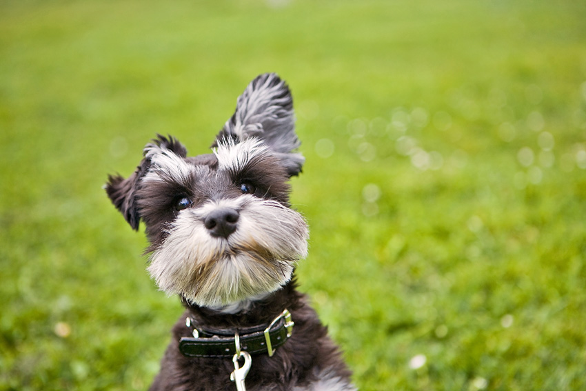Annie the Mini Schnauzer Puppy | Nuena Photography