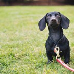 Bea the Mini Dachshund Puppy | Nuena Photography