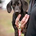 Bea the Mini Dachshund Puppy | Nuena Photography