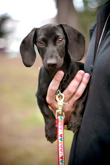 Bea the Mini Dachshund Puppy | Nuena Photography