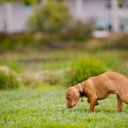 Bijou the Vizsla Puppy | Nuena Photography