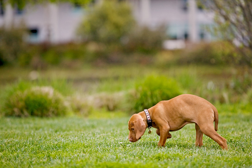 Bijou the Vizsla Puppy | Nuena Photography